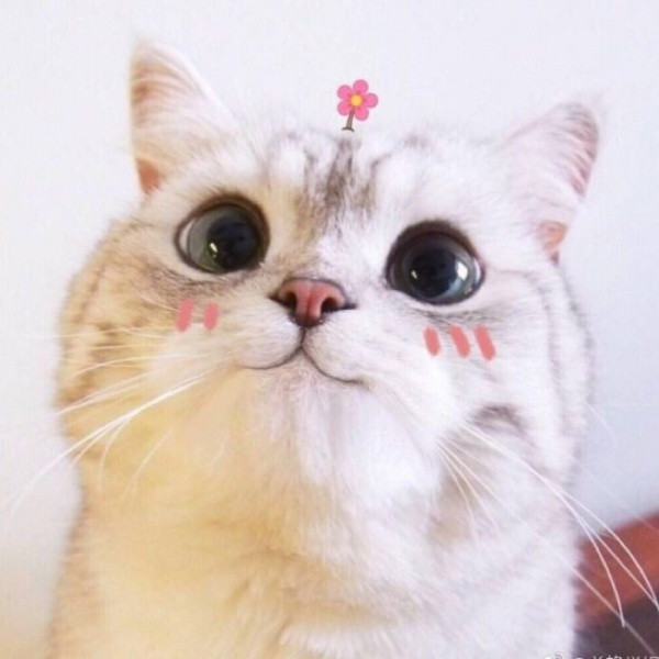 🐱超萌!精选高清可爱猫咪微信头像合集来啦 动物头像 第1张 🐱超萌!精选高清可爱猫咪微信头像合集来啦 动物头像 第1张