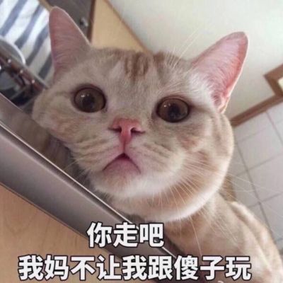 🐱超萌!带字猫咪头像来袭,萌趣又吸睛 动物头像 第14张 🐱超萌!带字猫咪头像来袭,萌趣又吸睛 动物头像 第14张