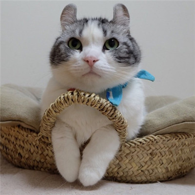 🐱猫奴必看!超萌卷耳猫微信头像来袭 动物头像 第1张 🐱猫奴必看!超萌卷耳猫微信头像来袭 动物头像 第1张