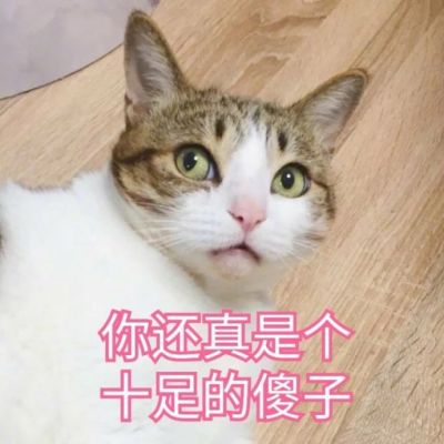 🐱超萌!带字猫咪头像来袭,萌趣又吸睛 动物头像 第4张 🐱超萌!带字猫咪头像来袭,萌趣又吸睛 动物头像 第4张