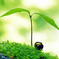 🌱被这组清新绿芽头像大全美到！满满生命气息 其它头像 第5张