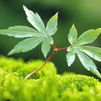 🌱被这组清新绿芽头像大全美到！满满生命气息 其它头像 第19张