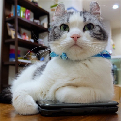 🐱猫奴必看!超萌卷耳猫微信头像来袭 动物头像 第7张 🐱猫奴必看!超萌卷耳猫微信头像来袭 动物头像 第7张