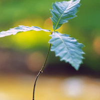 🌱被这组清新绿芽头像大全美到！满满生命气息 其它头像 第9张