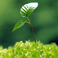 🌱被这组清新绿芽头像大全美到！满满生命气息 其它头像 第18张
