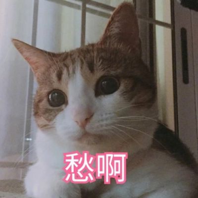 🐱超萌!带字猫咪头像来袭,萌趣又吸睛 动物头像 第2张 🐱超萌!带字猫咪头像来袭,萌趣又吸睛 动物头像 第2张