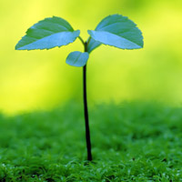 🌱被这组清新绿芽头像大全美到！满满生命气息 其它头像 第6张