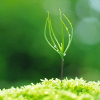 🌱被这组清新绿芽头像大全美到！满满生命气息 其它头像 第12张