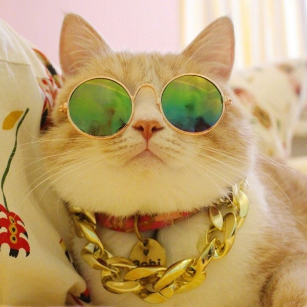 🐱超萌!精选高清可爱猫咪微信头像合集来啦 动物头像 第15张 🐱超萌!精选高清可爱猫咪微信头像合集来啦 动物头像 第15张