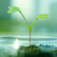🌱被这组清新绿芽头像大全美到！满满生命气息 其它头像 第7张