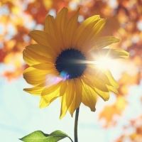 🌻被这组清新高清的向日葵头像美到啦！ 其它头像 第2张