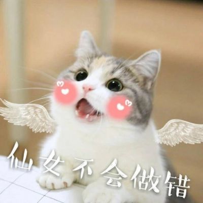 🐱超萌!带字猫咪头像来袭,萌趣又吸睛 动物头像 第12张 🐱超萌!带字猫咪头像来袭,萌趣又吸睛 动物头像 第12张