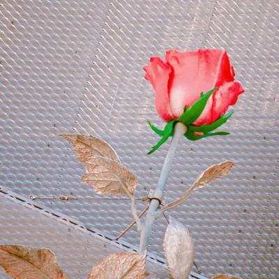 🌸唯美花朵微信头像来袭，每一张都美到心巴上！  其它头像 第21张