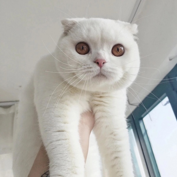 🐱超萌!精选高清可爱猫咪微信头像合集来啦 动物头像 第8张 🐱超萌!精选高清可爱猫咪微信头像合集来啦 动物头像 第8张