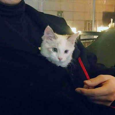 🆘被这组抱猫帅气男头像帅晕啦! 男生头像 第11张 🆘被这组抱猫帅气男头像帅晕啦! 男生头像 第11张