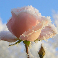 被美哭😭这些唯美QQ雪景头像太绝啦 风景头像 第20张 被美哭😭这些唯美QQ雪景头像太绝啦 风景头像 第20张