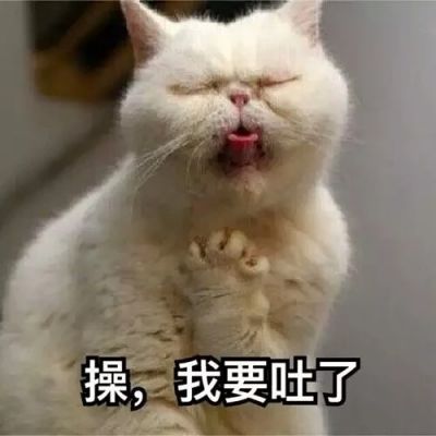 🐱超萌!带字猫咪头像来袭,萌趣又吸睛 动物头像 第17张 🐱超萌!带字猫咪头像来袭,萌趣又吸睛 动物头像 第17张