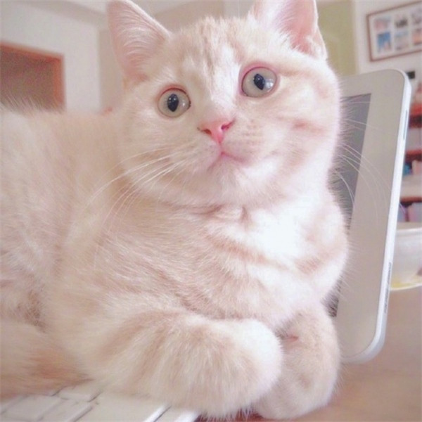 🐱超萌!精选高清可爱猫咪微信头像合集来啦 动物头像 第10张 🐱超萌!精选高清可爱猫咪微信头像合集来啦 动物头像 第10张