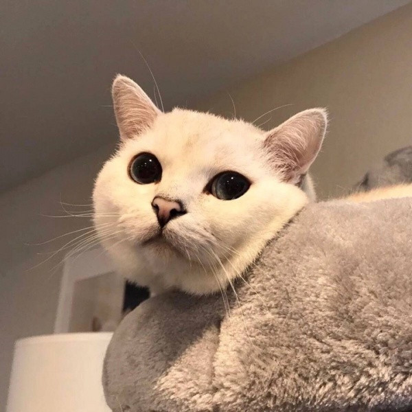 🐱超萌!精选高清可爱猫咪微信头像合集来啦 动物头像 第16张 🐱超萌!精选高清可爱猫咪微信头像合集来啦 动物头像 第16张