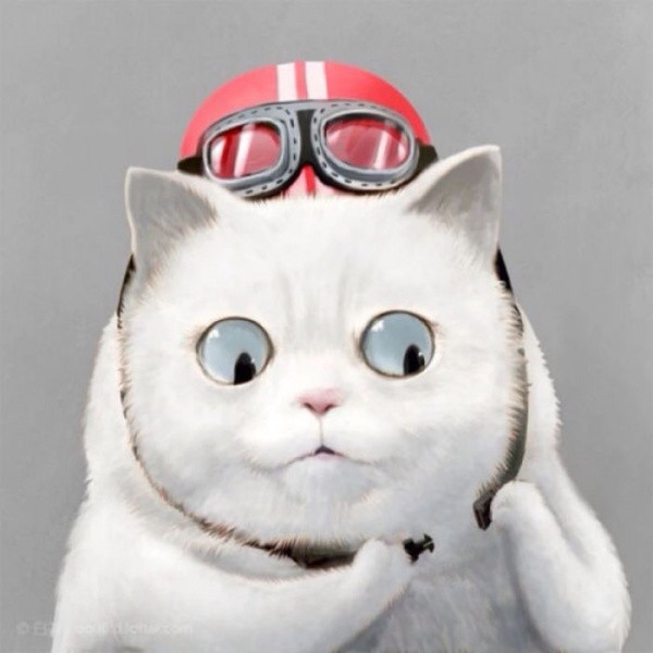 🐱超萌!精选高清可爱猫咪微信头像合集来啦 动物头像 第9张 🐱超萌!精选高清可爱猫咪微信头像合集来啦 动物头像 第9张