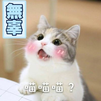 🐱超萌!带字猫咪头像来袭,萌趣又吸睛 动物头像 第11张 🐱超萌!带字猫咪头像来袭,萌趣又吸睛 动物头像 第11张