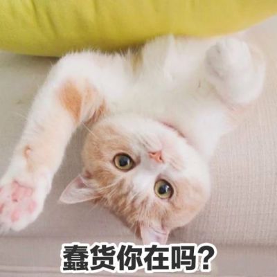 🐱超萌!带字猫咪头像来袭,萌趣又吸睛 动物头像 第20张 🐱超萌!带字猫咪头像来袭,萌趣又吸睛 动物头像 第20张