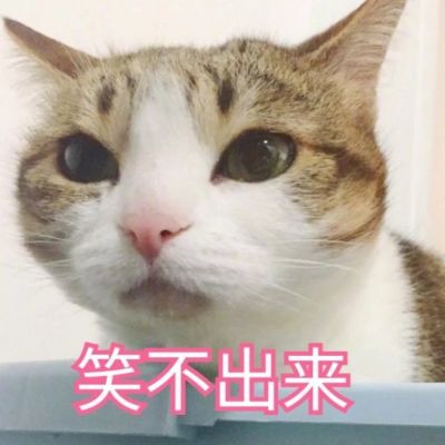 🐱超萌!带字猫咪头像来袭,萌趣又吸睛 动物头像 第7张 🐱超萌!带字猫咪头像来袭,萌趣又吸睛 动物头像 第7张