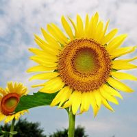🌻被这组清新高清的向日葵头像美到啦！ 其它头像 第15张
