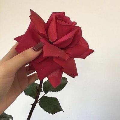 🌸唯美花朵微信头像来袭，每一张都美到心巴上！  其它头像 第20张