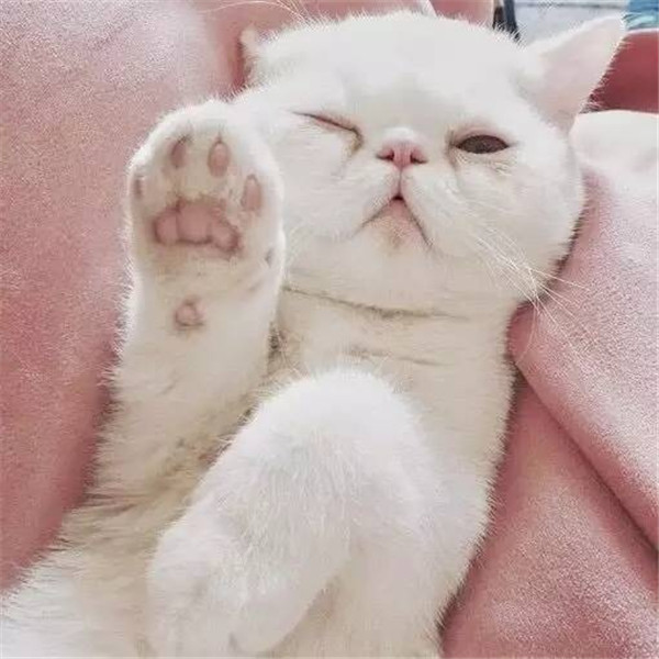 🐱超萌!精选高清可爱猫咪微信头像合集来啦 动物头像 第4张 🐱超萌!精选高清可爱猫咪微信头像合集来啦 动物头像 第4张