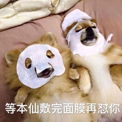 🐱超萌!带字猫咪头像来袭,萌趣又吸睛 动物头像 第15张 🐱超萌!带字猫咪头像来袭,萌趣又吸睛 动物头像 第15张