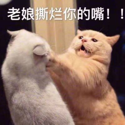 🐱超萌!带字猫咪头像来袭,萌趣又吸睛 动物头像 第16张 🐱超萌!带字猫咪头像来袭,萌趣又吸睛 动物头像 第16张