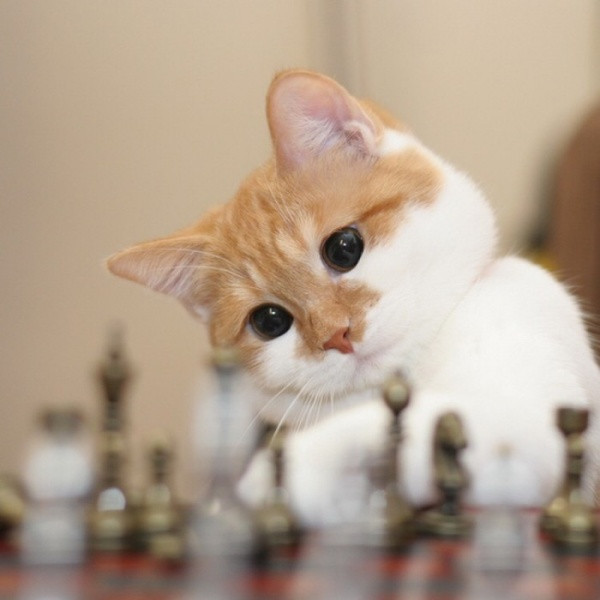 🐱超萌!精选高清可爱猫咪微信头像合集来啦 动物头像 第7张 🐱超萌!精选高清可爱猫咪微信头像合集来啦 动物头像 第7张