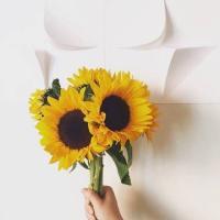 🌻被这组清新高清的向日葵头像美到啦！ 其它头像 第3张