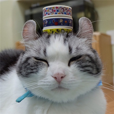 🐱猫奴必看!超萌卷耳猫微信头像来袭 动物头像 第6张 🐱猫奴必看!超萌卷耳猫微信头像来袭 动物头像 第6张