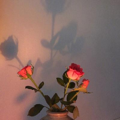 🌸唯美花朵微信头像来袭，每一张都美到心巴上！  其它头像 第14张