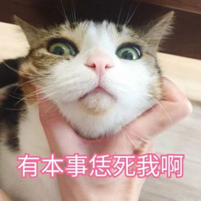 🐱超萌!带字猫咪头像来袭,萌趣又吸睛 动物头像 第3张 🐱超萌!带字猫咪头像来袭,萌趣又吸睛 动物头像 第3张