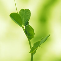 🌱被这组清新绿芽头像大全美到！满满生命气息 其它头像 第2张