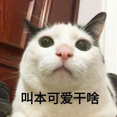 🐱超萌!带字猫咪头像来袭,萌趣又吸睛 动物头像 第21张 🐱超萌!带字猫咪头像来袭,萌趣又吸睛 动物头像 第21张