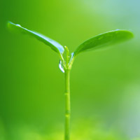 🌱被这组清新绿芽头像大全美到！满满生命气息 其它头像 第13张