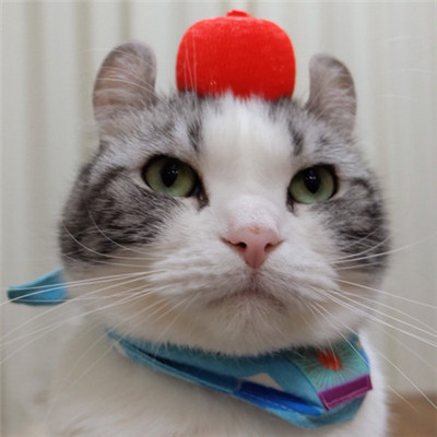 🐱猫奴必看!超萌卷耳猫微信头像来袭 动物头像 第4张 🐱猫奴必看!超萌卷耳猫微信头像来袭 动物头像 第4张