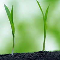 🌱被这组清新绿芽头像大全美到！满满生命气息 其它头像 第17张