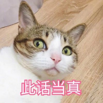 🐱超萌!带字猫咪头像来袭,萌趣又吸睛 动物头像 第5张 🐱超萌!带字猫咪头像来袭,萌趣又吸睛 动物头像 第5张