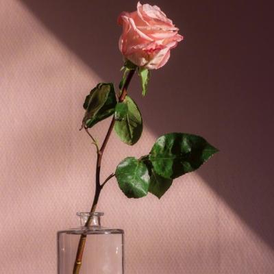 🌸唯美花朵微信头像来袭，每一张都美到心巴上！  其它头像 第18张