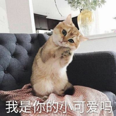 🐱超萌!带字猫咪头像来袭,萌趣又吸睛 动物头像 第18张 🐱超萌!带字猫咪头像来袭,萌趣又吸睛 动物头像 第18张