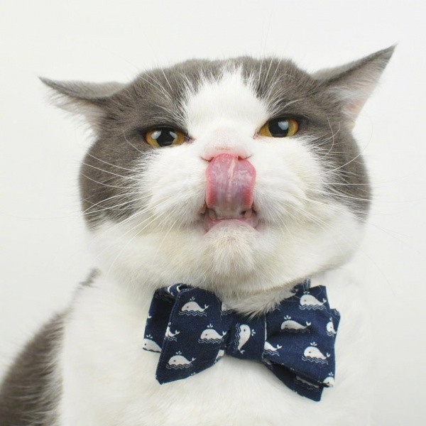 🐱超萌!精选高清可爱猫咪微信头像合集来啦 动物头像 第2张 🐱超萌!精选高清可爱猫咪微信头像合集来啦 动物头像 第2张