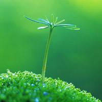 🌱被这组清新绿芽头像大全美到！满满生命气息 其它头像 第20张
