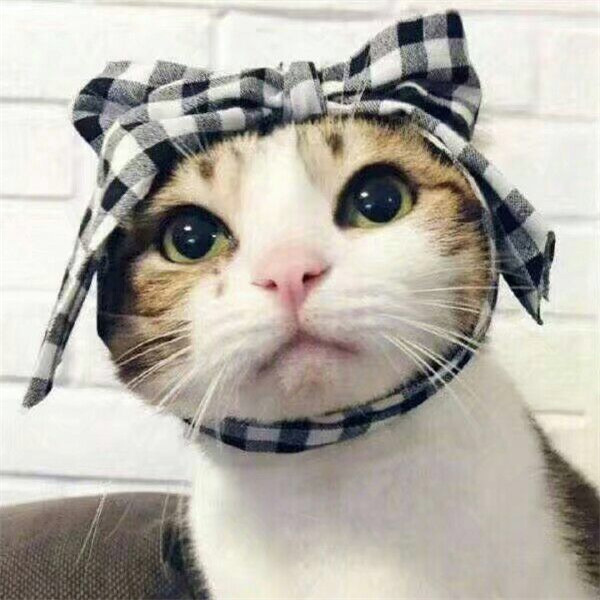 🐱超萌!精选高清可爱猫咪微信头像合集来啦 动物头像 第5张 🐱超萌!精选高清可爱猫咪微信头像合集来啦 动物头像 第5张