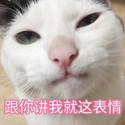 🐱超萌!带字猫咪头像来袭,萌趣又吸睛 动物头像 第1张 🐱超萌!带字猫咪头像来袭,萌趣又吸睛 动物头像 第1张