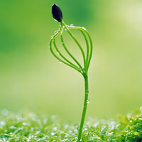 🌱被这组清新绿芽头像大全美到！满满生命气息 其它头像 第16张